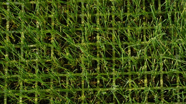 葱田：农业园种植的葱图片下载