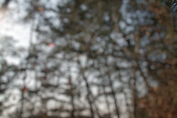 冬季离焦树枝的抽象背景图片下载