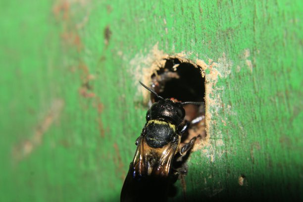 黑色和黄色的黄蜂忙着筑巢，特写图片下载