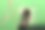 黑色和黄色的黄蜂忙着筑巢，特写图片下载