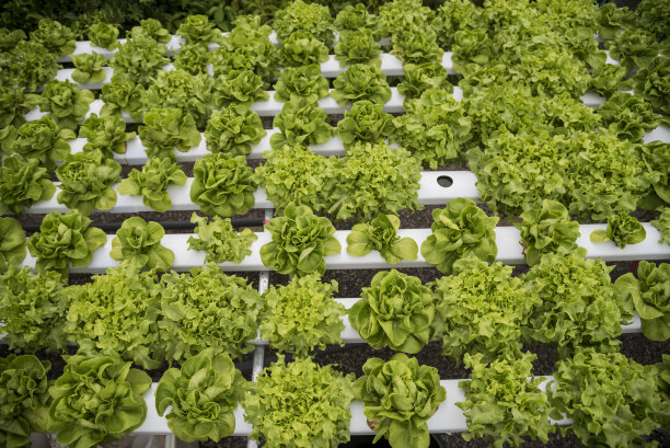 沙拉农场蔬菜绿橡树生菜。封闭新鲜有机水培蔬菜种植园生产绿色沙拉水培栽培农场。绿色有机种植园农场的绿橡树生菜沙拉图片下载