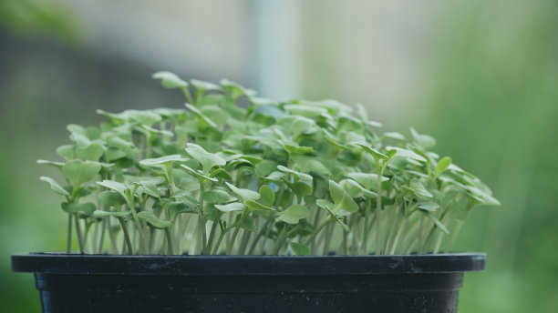封闭新鲜有机水培蔬菜种植园生产绿色沙拉水培栽培农场。绿色有机种植园农场的绿橡树生菜沙拉。沙拉农场蔬菜绿橡树生菜图片下载