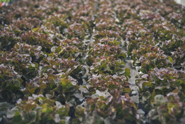 沙拉农场蔬菜红橡树生菜。封闭新鲜有机水培蔬菜种植园生产红绿沙拉水培栽培农场。绿色有机种植园农场的红橡树生菜沙拉。图片下载