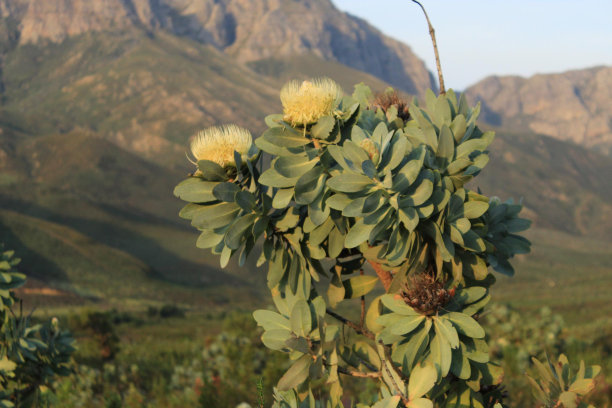 黄色山龙眼图片下载
