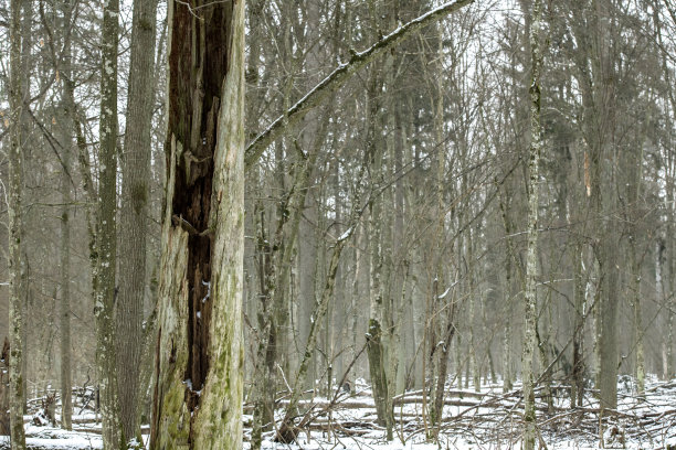 欧洲，东欧，波兰比亚洛维耶扎生物圈保护区的原始森林图片下载