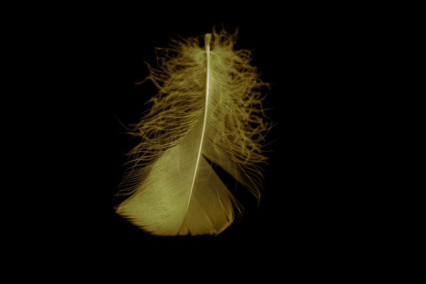 金色羽毛鹅在黑色孤立的背景图片下载