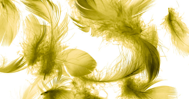 金色的鸭子羽毛在白色孤立的背景上图片下载