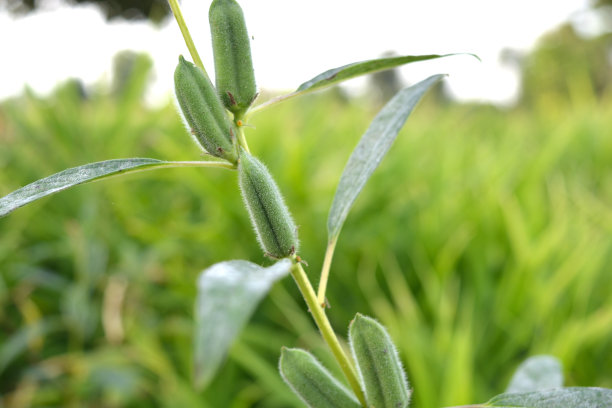 芝麻油豆荚图片下载