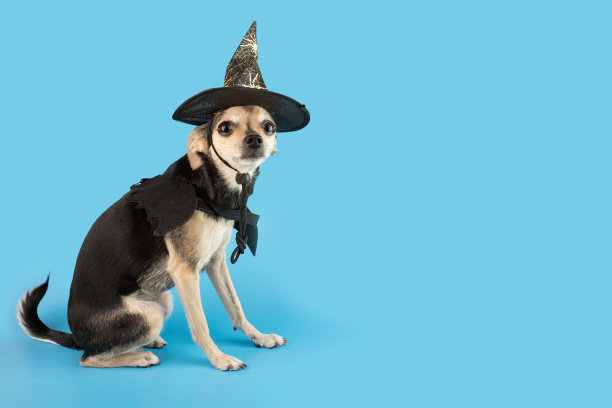 万圣节狗，快乐的小狗在女巫帽子和蝙蝠服装上的蓝色背景，复制空间图片下载
