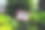 夏季公园的一张海报上有许多禁酒令。不乱扔垃圾，不吸烟，不喝酒，不生火。禁止遛动物。图片下载
