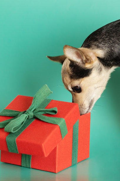 狗狗在礼品盒里寻找圣诞礼物图片下载