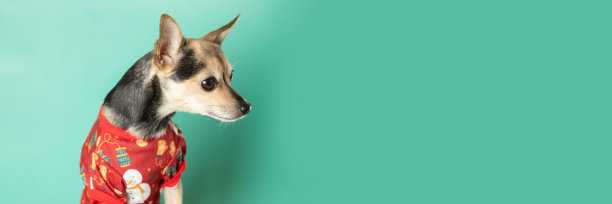 穿着圣诞衣服的狗狗看着什么东西，要食物，为宠物商店买圣诞模型，为动物买兽医诊所，给文字留出空间图片下载