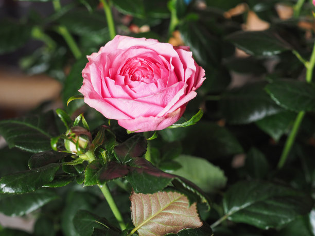 粉红色的玫瑰花图片下载