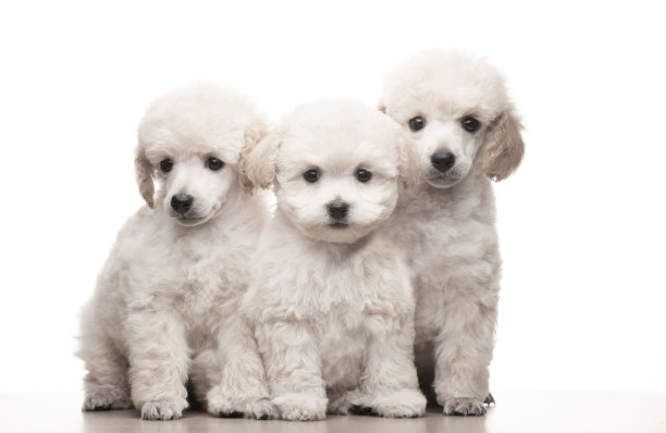 图像狗白色的背景图片下载