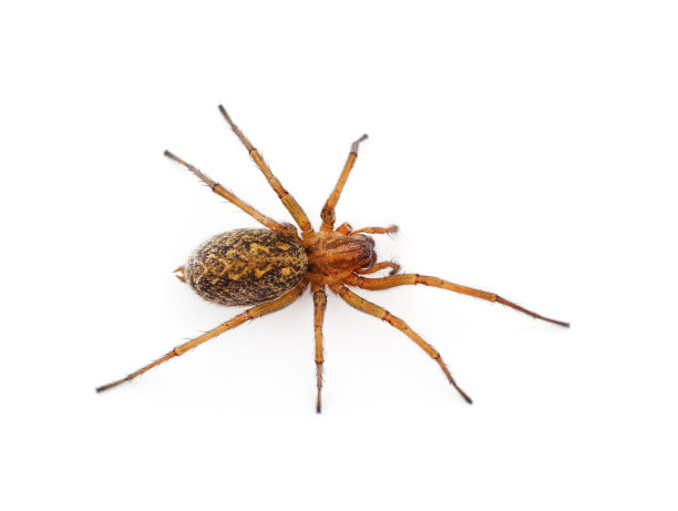 一个大的蜘蛛。图片下载