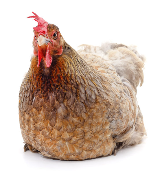 一个红色的鸡。图片下载