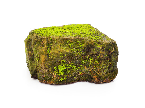 砖上青苔。图片下载