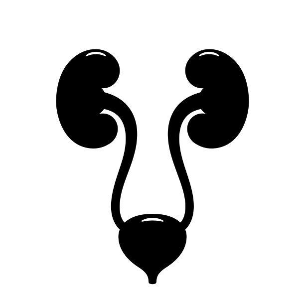 肾道图标，肾和膀胱图片下载