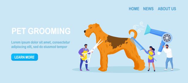 男女照顾宠物，剪毛，刷毛，清洗。专业理发师美容犬。宠物理发，美容院图片下载