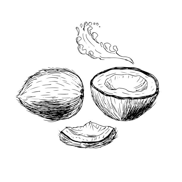 手绘的椰子插画，素描。图片下载