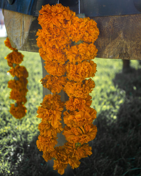 万寿菊鲜花图片下载