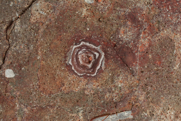 褐色和白色的化石壳块背景图片下载