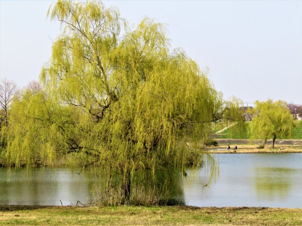 日本。3月底。池塘，垂柳环绕。的印象。图片下载