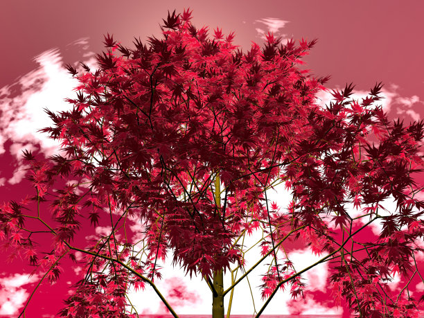 天空和枫树的奇妙景观图片下载