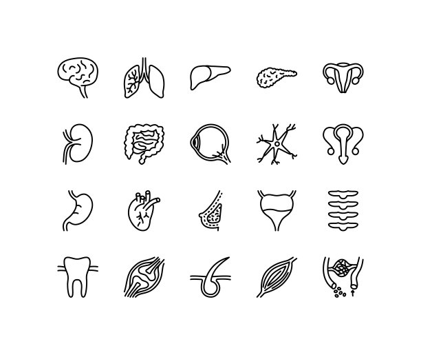 人体内部器官的平线图标设置。解剖符号-肺，肌肉，眼球，肝，胃，肾，尿，骨。简单的平面矢量插图的网站或移动应用程序图片下载