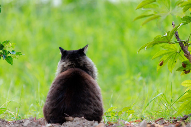 长毛猫图片下载