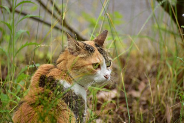 一种动物的肖像，叫做印花布猫图片下载