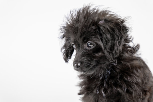 混血小狗坐着向前看图片下载