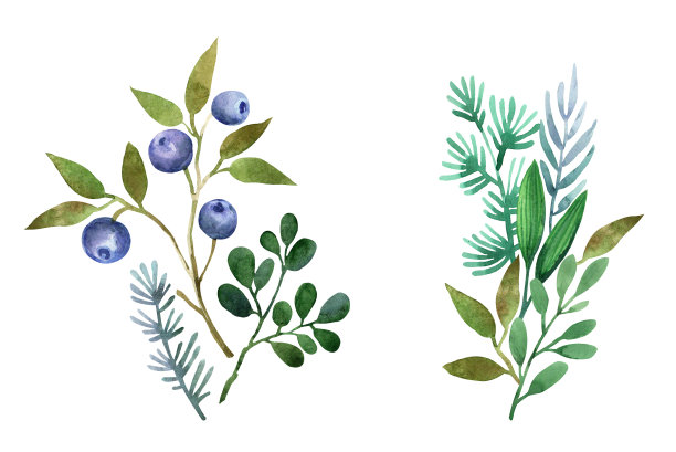 水彩野花花束图片下载