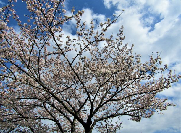 日本。3月底。樱花。图片下载