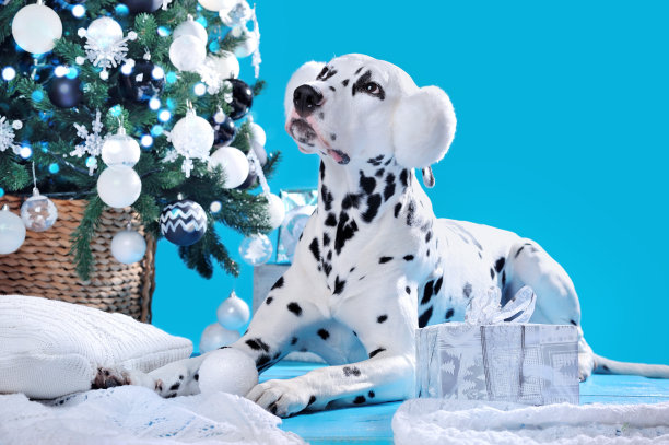 戴白耳机的达尔马提亚狗望着装饰好的圣诞树图片下载