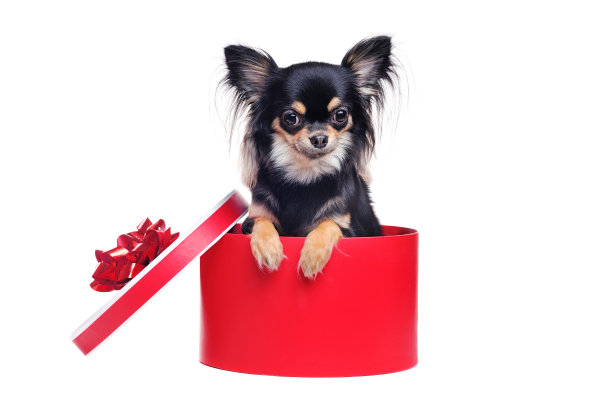 吉娃娃坐在红色的礼物盒里图片下载