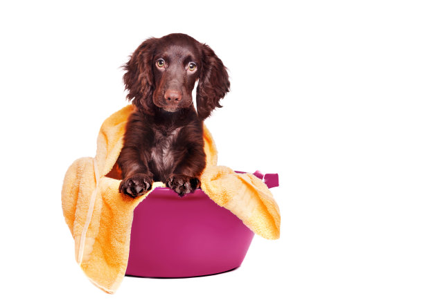 漂亮的可卡犬小狗在盆里洗澡图片下载