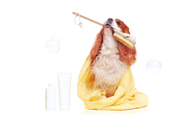 漂亮的查尔斯王猎犬沐浴后图片下载