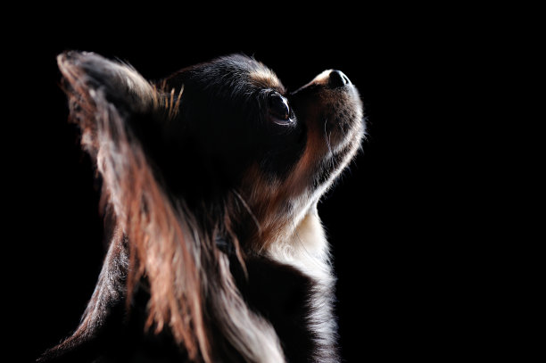 一头吉娃娃的剪影肖像图片下载