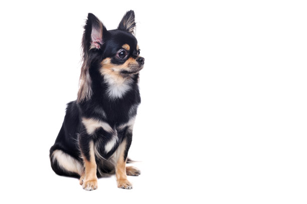 一张坐着的吉娃娃小狗看向一边的全长图片图片下载
