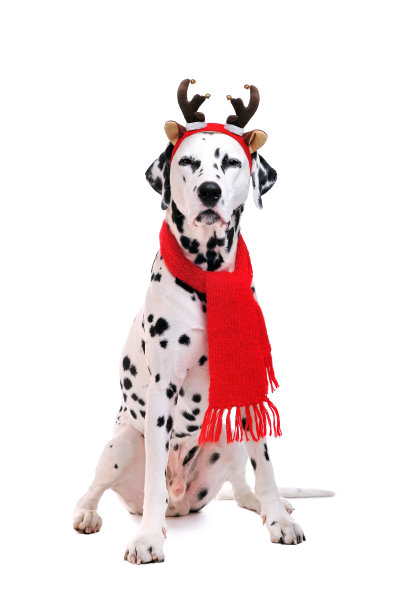 圣诞装饰品的达尔马提亚犬的全长肖像图片下载