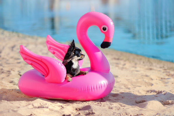 长毛吉娃娃在橡胶天鹅戒指上休息图片下载