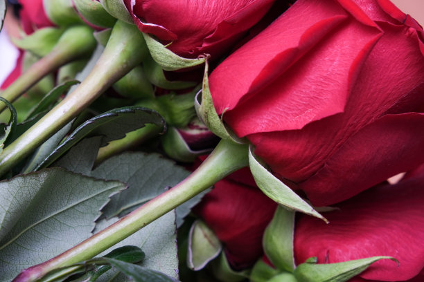 红玫瑰花束放在桌子上图片下载