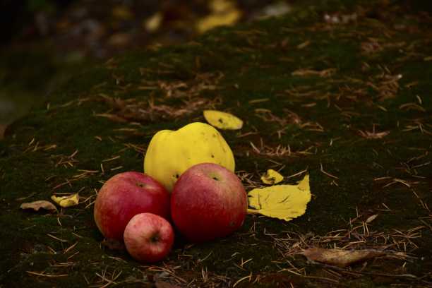 新鲜的有机苹果和在花园里采摘的榅桲图片下载
