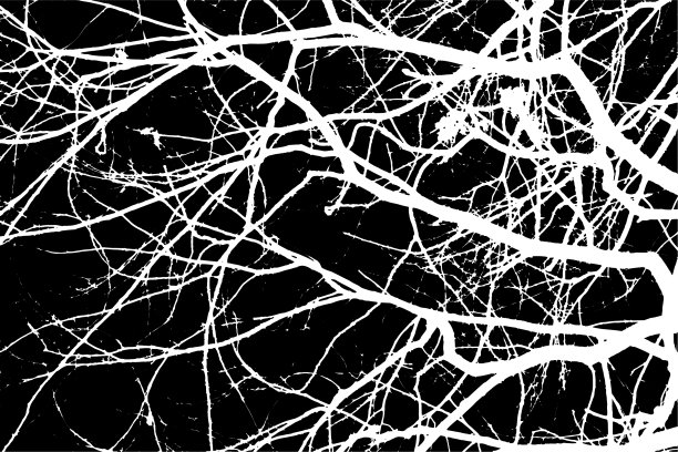 黑色背景与透明的树枝空轮廓图片下载