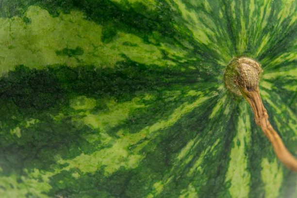 西瓜的背景图片下载