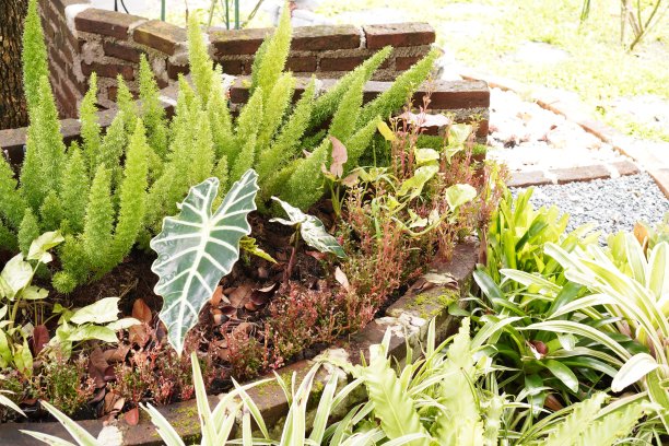 这张照片展示了一群种植在后院一棵大树周围的巨型花盆中的观赏植物。图片下载