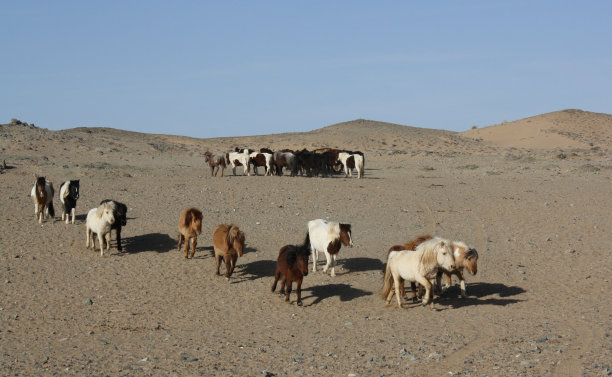 蒙古戈壁野生沙漠中的蒙古高希马。图片下载