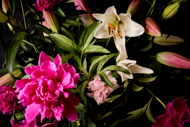 背景与鲜花盛开在黑暗的背景图片下载