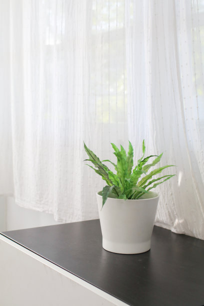 家庭和花园装饰室内植物在白色花盆靠近窗户。背景与复制空间。图片下载